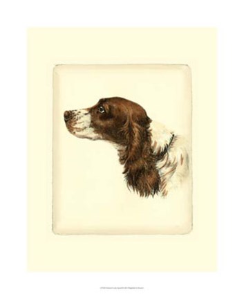 Framed Cocker Spaniel Print