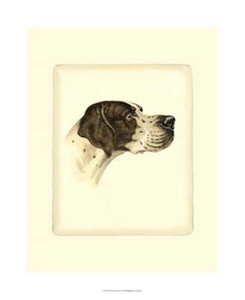 Framed Pointer Print