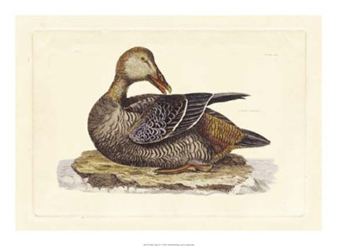 Framed Duck IV Print