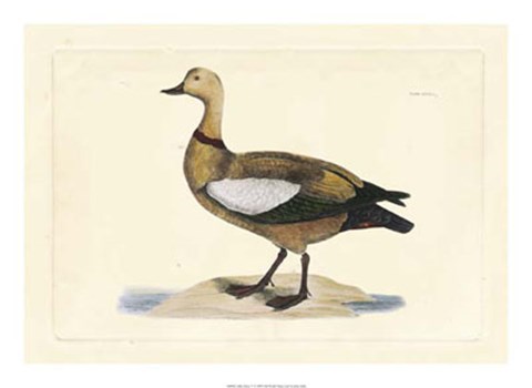 Framed Duck V Print