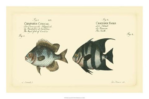 Framed Antique Fish II Print