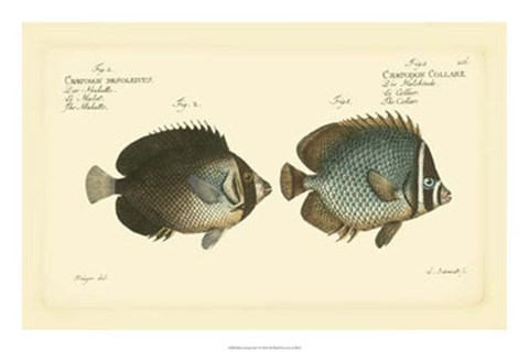 Framed Antique Fish V Print