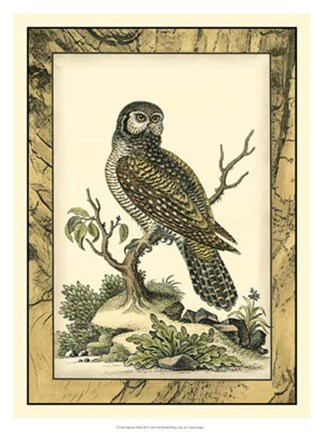 Framed Majestic Perch III Print