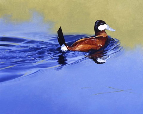 Framed Ruddy &amp; Blue Print