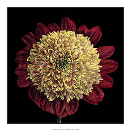 Framed Dramatic Blooms II Print