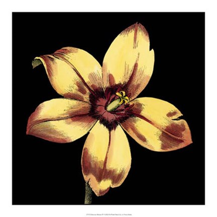 Framed Dramatic Blooms IV Print