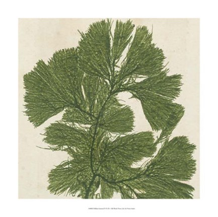 Framed Brilliant Seaweed IV Print