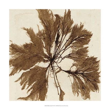 Framed Brilliant Seaweed VI Print