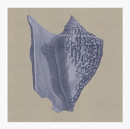 Framed Chambray Shells I Print