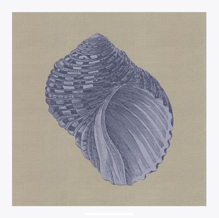 Framed Chambray Shells III Print