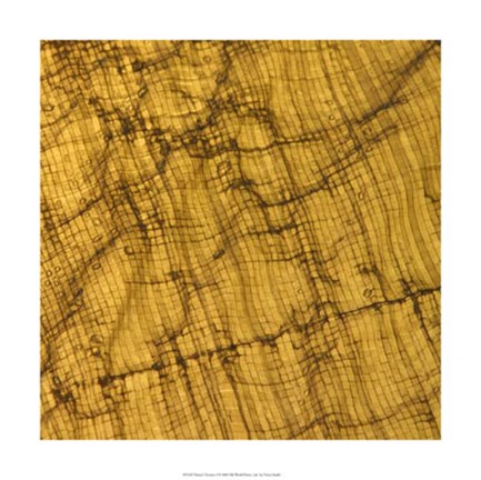 Framed Nature&#39;s Textures I Print