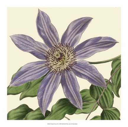 Framed Tropical Vision III Print