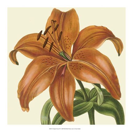 Framed Tropical Vision IV Print