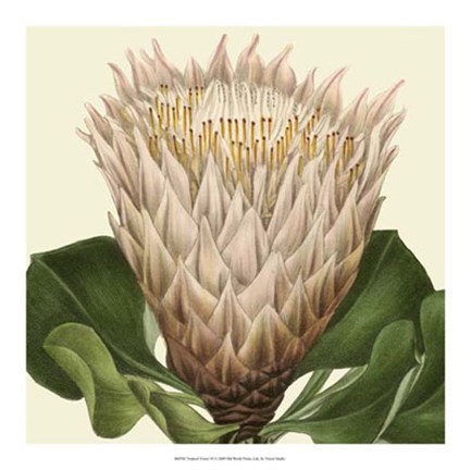 Framed Tropical Vision VI Print