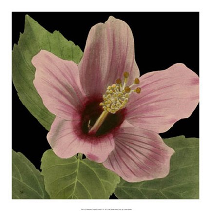 Framed Dramatic Tropical Vision II Print