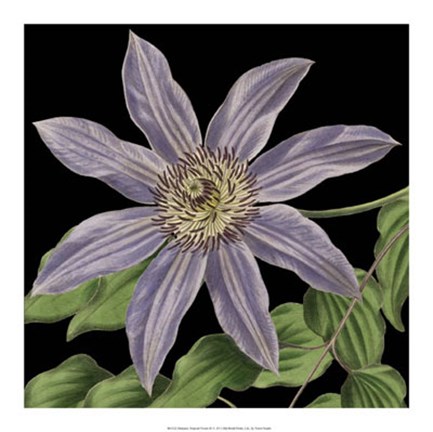 Framed Dramatic Tropical Vision III Print