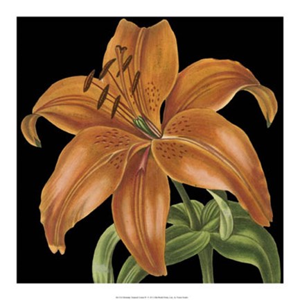 Framed Dramatic Tropical Vision IV Print