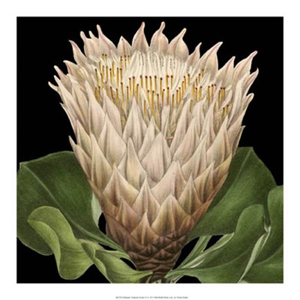 Framed Dramatic Tropical Vision VI Print