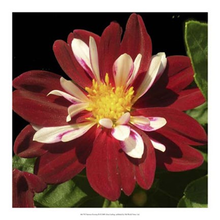 Framed Summer Evening III Print