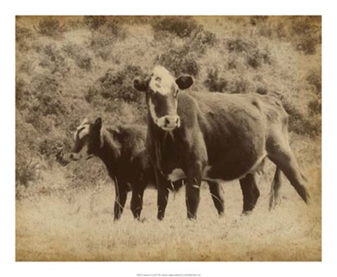 Framed Lone Star Cows II Print