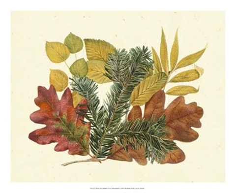 Framed White Oak, Balsam Fir &amp; Yellow Birch Print