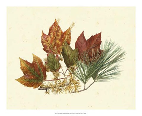 Framed Red Maple, Tamarack &amp; White Pine Print