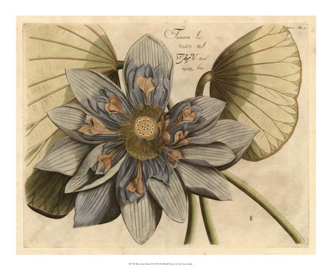 Framed Blue Lotus Flower I Print