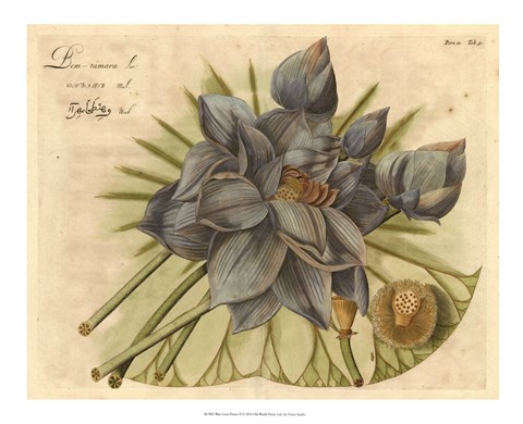 Framed Blue Lotus Flower II Print