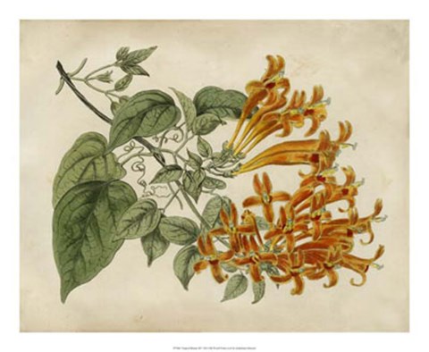 Framed Tropical Beauty III Print