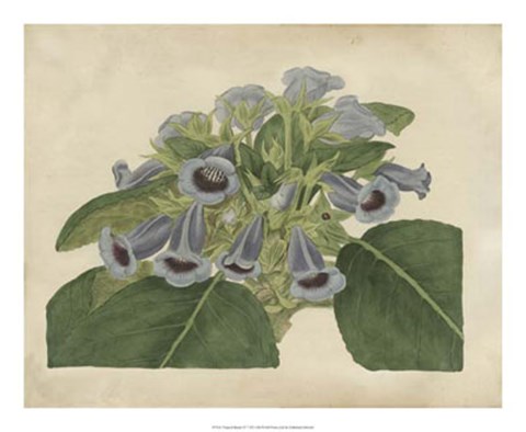 Framed Tropical Beauty IV Print