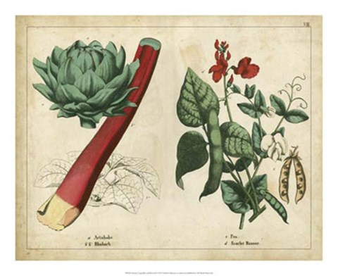 Framed Kitchen Vegetables &amp; Roots II Print