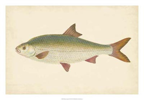 Framed Antique Fish II Print