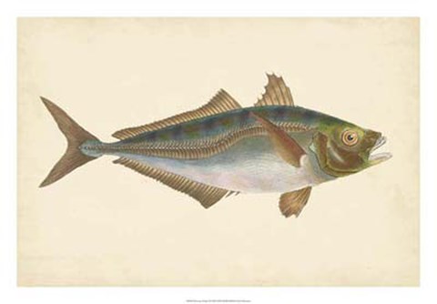 Framed Antique Fish III Print