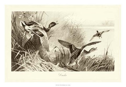 Framed Ducks Print