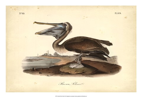 Framed Audubon&#39;s Brown Pelican Print