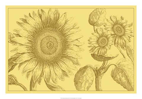 Framed Golden Sunflowers II Print