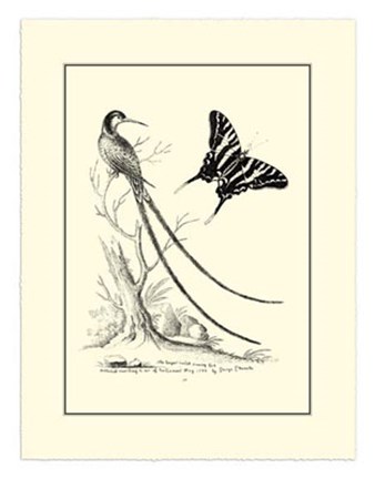 Framed B&amp;W Long. Tailed Hummingbird (1742) Print