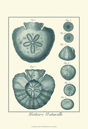 Framed Shells in Aqua III Print