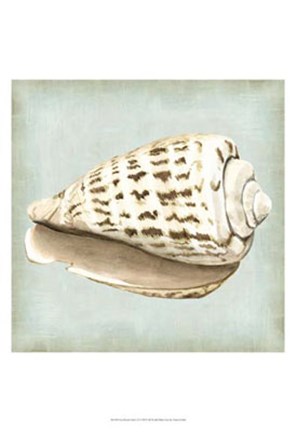 Framed Sea Dream Shells II Print