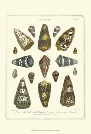Framed Conchology Collection IV Print