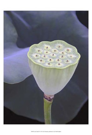 Framed Lotus Detail IX Print