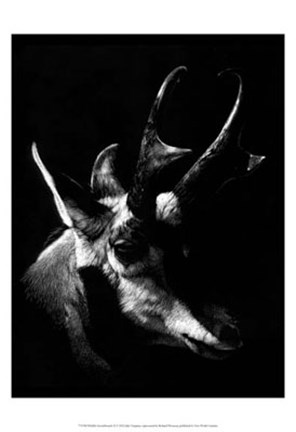 Framed Wildlife Scratchboards II Print