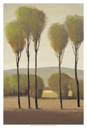 Framed Tall Birches II Print