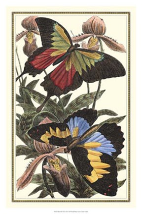 Framed Butterfly III Print