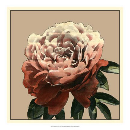 Framed Heirloom Rose II Print