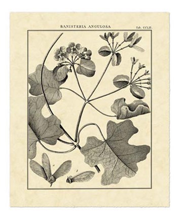 Framed Vintage Botanical Study II Print