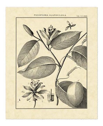 Framed Vintage Botanical Study III Print