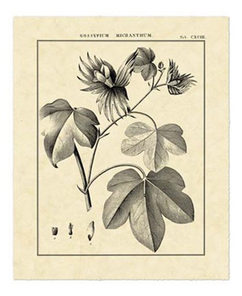 Framed Vintage Botanical Study IV Print