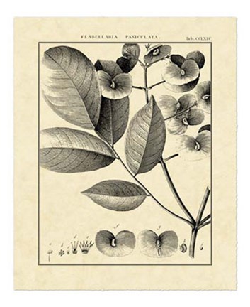 Framed Vintage Botanical Study V Print