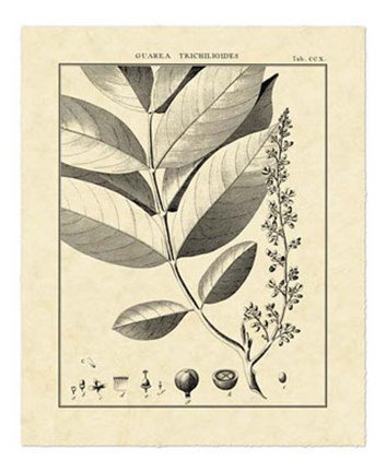 Framed Vintage Botanical Study VI Print